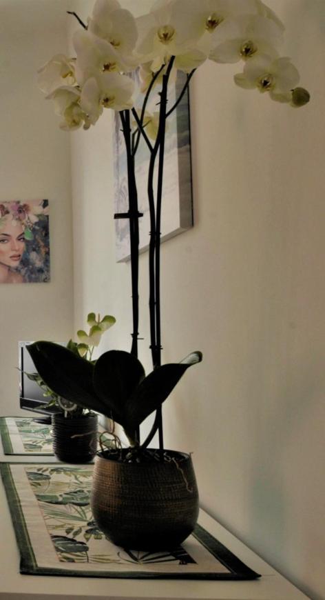 Cristina Home Centralissimo Citra , 008055-Lt-1538 Sanremo Dış mekan fotoğraf